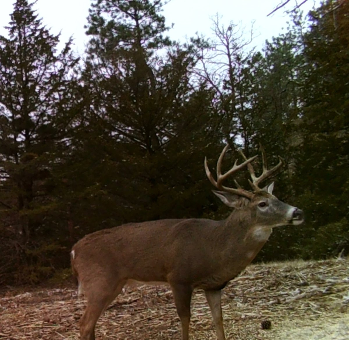 Lashley Land (LashleyLand) Twitter