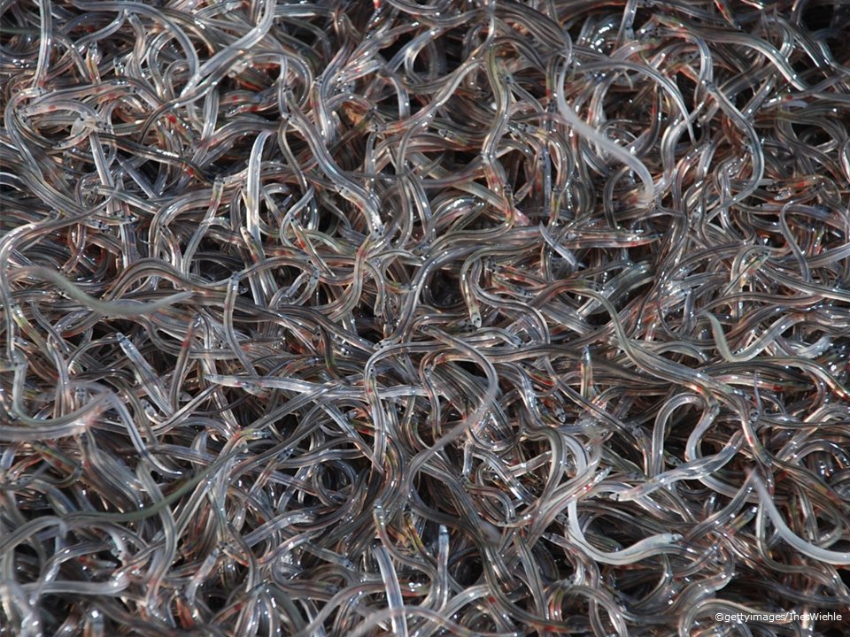 #DYK that the illegal trade of glass eels is Europe’s largest wildlife crime? 
During 2016-2017, 48 persons were arrested &amp; 4.000 kg of live glass eels worth EUR 4 million seized; <a href="/Europol/">Europol</a> &amp; the EU are doing more to fight wildlife trafficking: ec.europa.eu/info/news/wild…