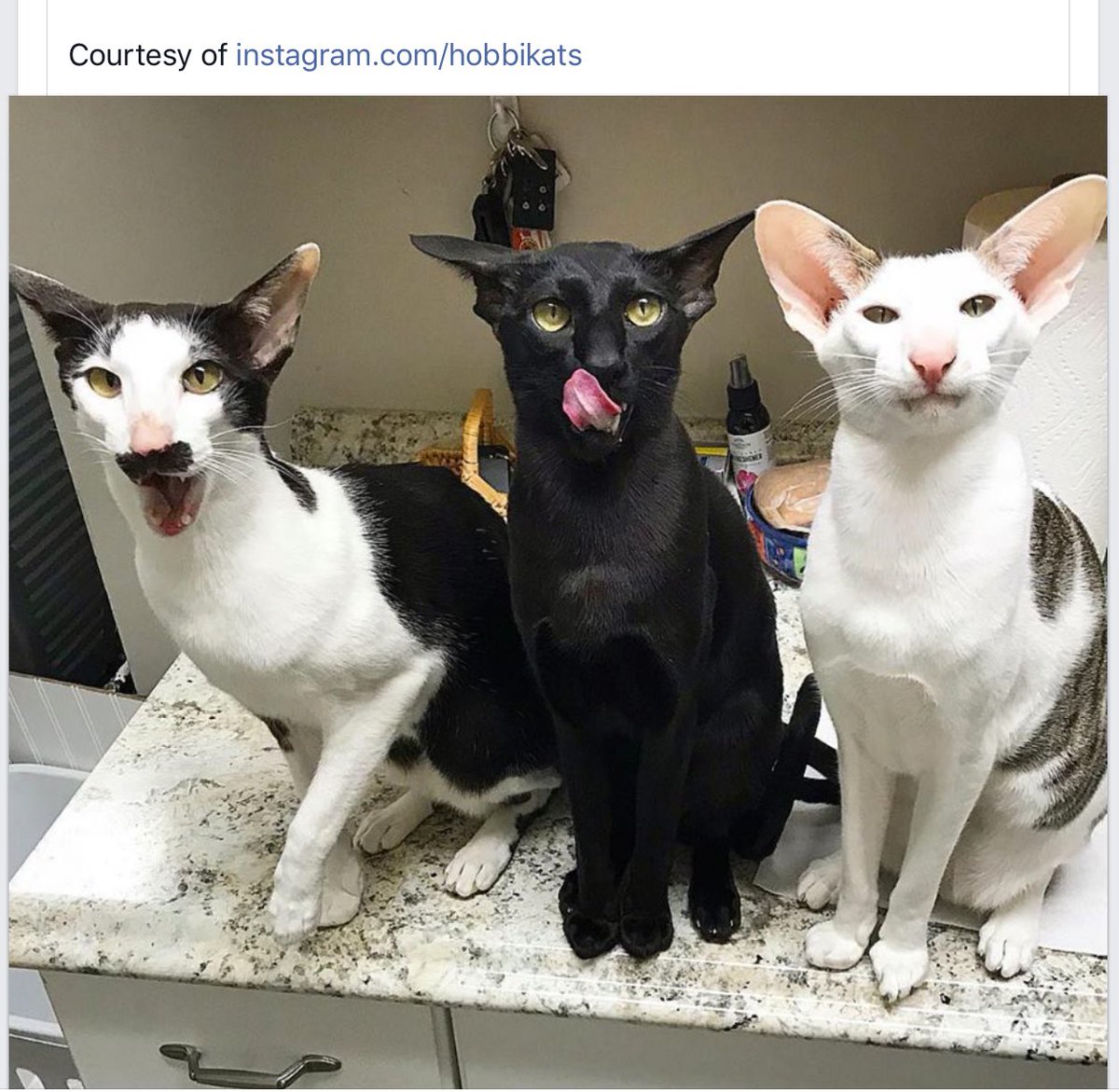 PussPussTopCat's tweet photo. The Third Reich 😂😂#hitlercat @rickygervais https://t.co/5vQRdW5jHm