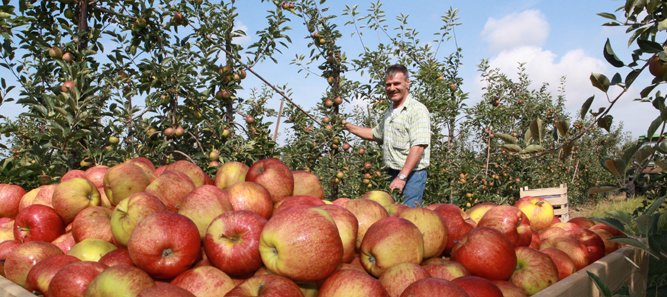 De Cox appels van Jaap Vermue uit Borssele
Cox's Orange Pippin #friszuur #stevig #Nederlandseappels Nu bij: <a href="/plussupermarkt/">PLUS Supermarkt</a> #appels #appelras #zeeland