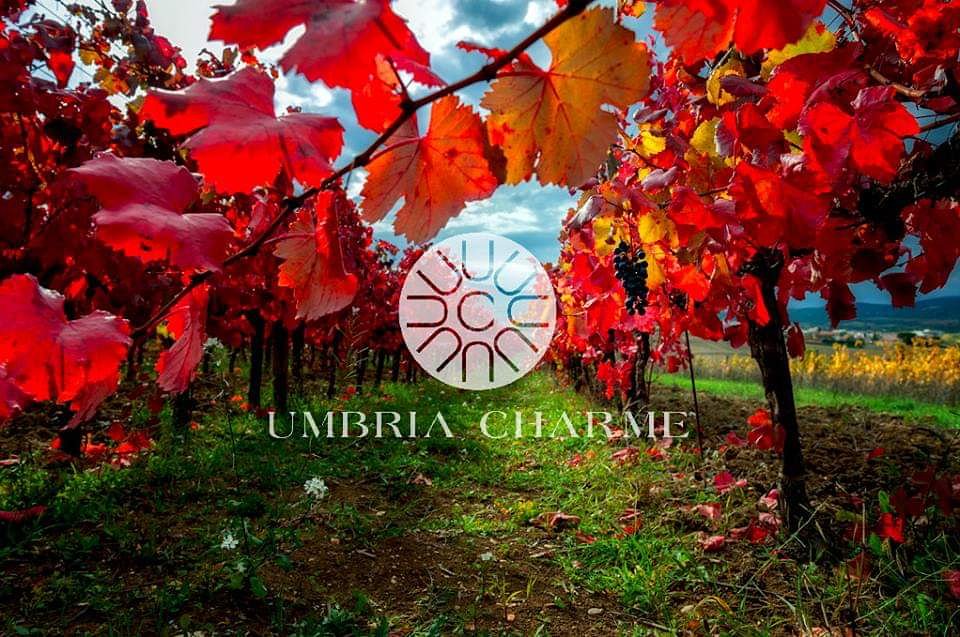 🌺 Benessere - 🍴 Taste - 🗝️ Tradition - ✨ Charme

Questi sono i temi del club di prodotto #UmbriaCharme che sarà presentato alla stampa domani a #Milano, a partire dalle ore 18.30 presso in Via della Spiga 7