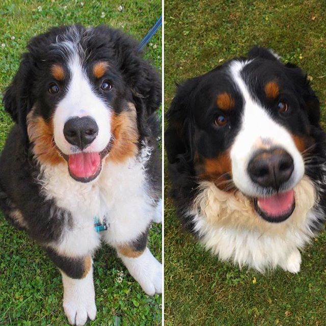 Another #tbt: 4,5 months vs. 4,5 years old! Still naughty sometimes though 😇
#puppy #puppystagram #throwback #throwbackthursday #tbt❤️ #bernersennenhund #bernesemountaindoglovers #bmd #bernerlovers #bernese #berneselove #boopmynose #berner #bernesemo… ift.tt/2EJ3jt5