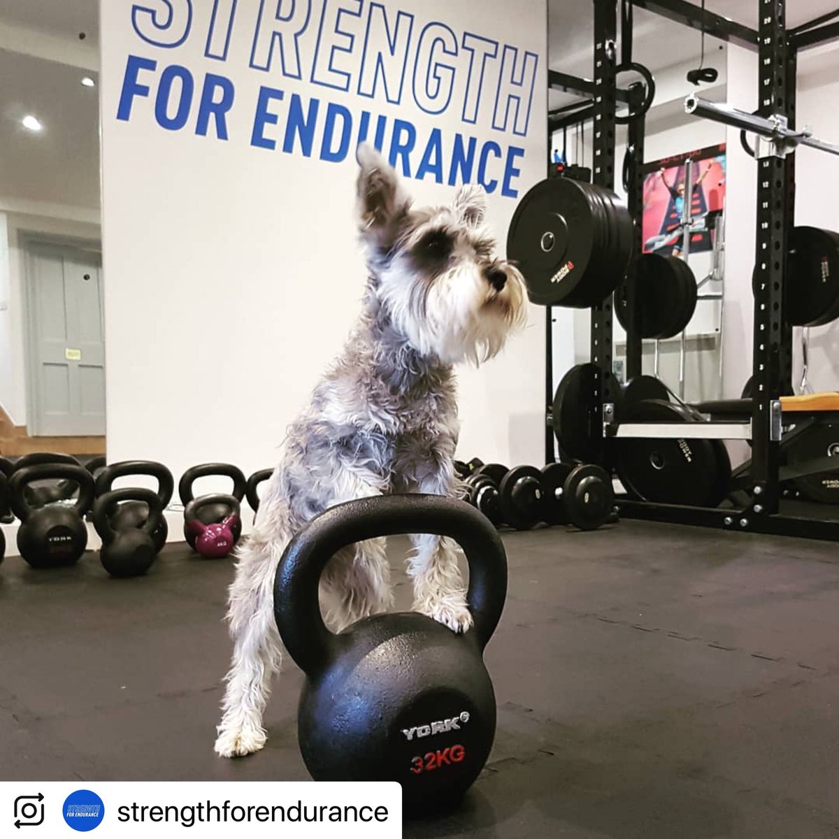 ThePurePractice's tweet photo. @strengthforendurance (@make_repost)
This is Enid, our resident canine friend at the @ThePurePractice 
#nextupcrufts #trainingpartner #kettlebelltraining #strongdogs #doglife #woofwoof #thepurepractice #Bath #strenghtandconditioning https://t.co/d74uSSr3F2