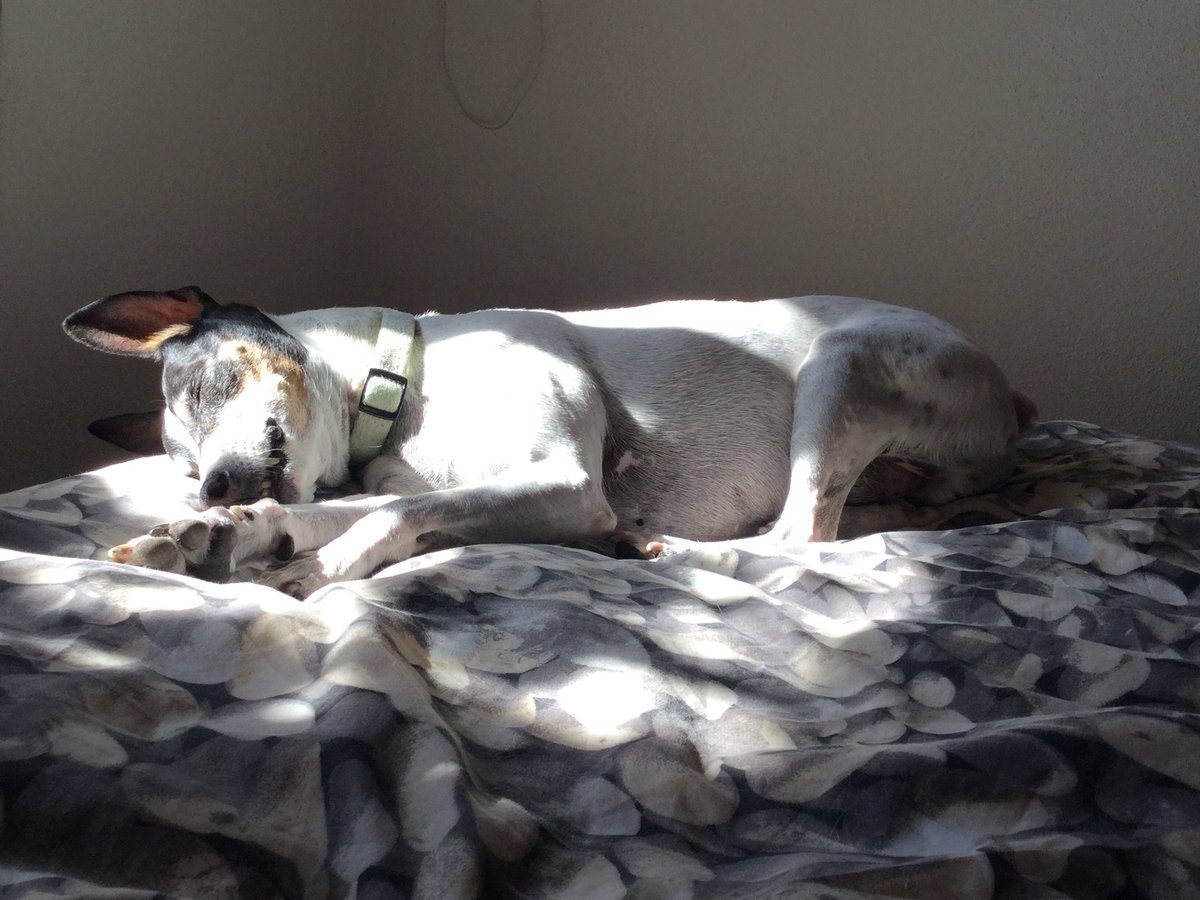 hola_mj_worlds's tweet photo. Una mañana tranquila, escribiendo sobre https://t.co/ciDH4v78pb y bien acompañada.

Esto es mindfulness perruno, sí señor 😂😂 https://t.co/f6kv3PzxDG