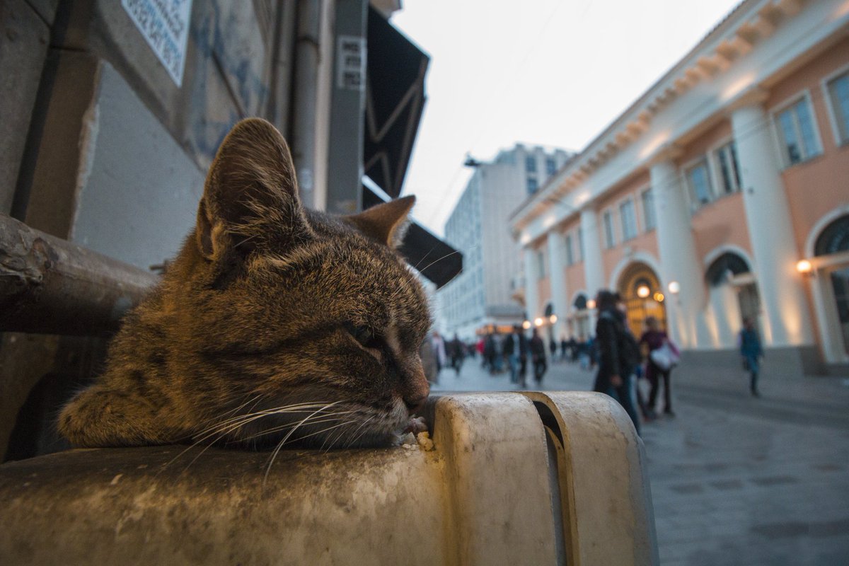 Kediler, sokakların süsü.