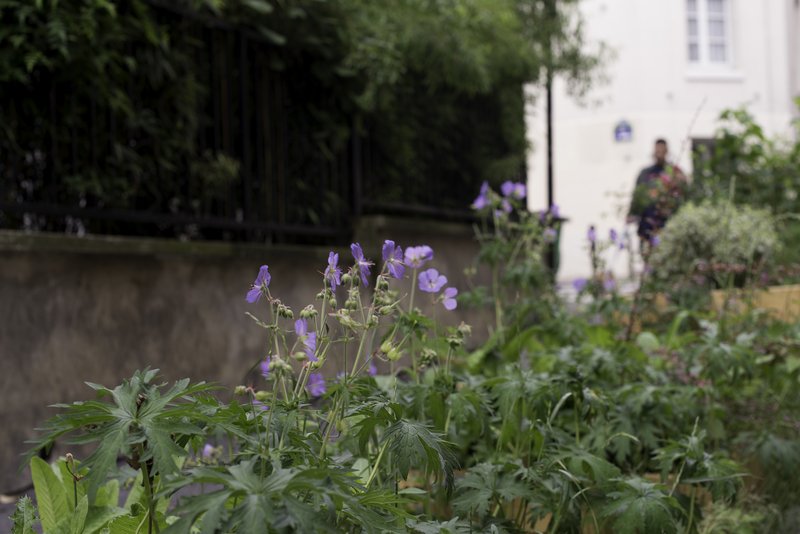 Paris's tweet image. En 2020, Paris comptera 100 hectares de toits, de façades et de murs végétalisés, et 20.000 nouveaux arbres dans l’espace public, dans les crèches et les collèges, par rapport à 2014 🌳 🌿 🌷

👉 bit.ly/2GS74vW