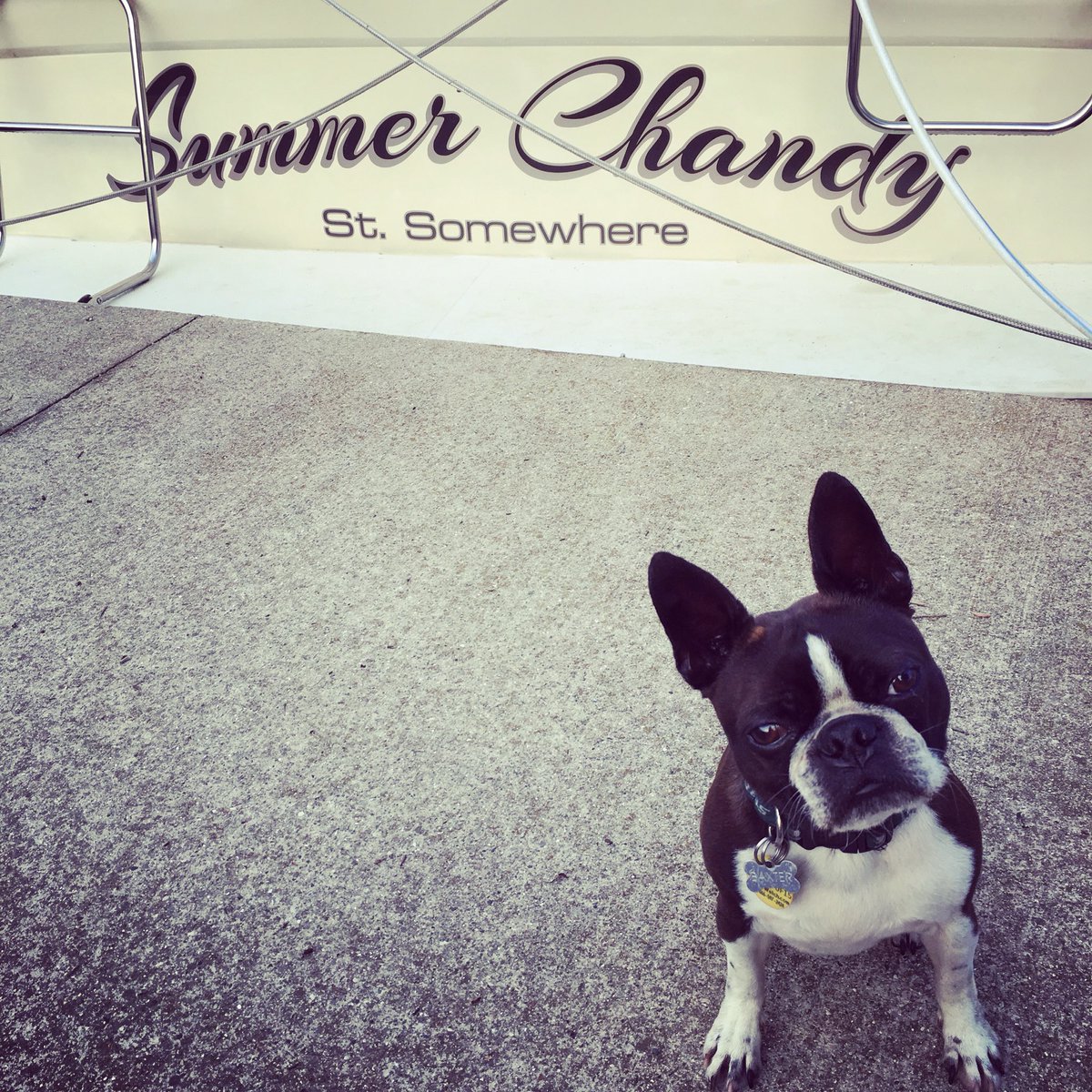 ShineTribe's tweet photo. In the Port of St. Somewhere #boats #margaritaville #stsomewhere #boatinglife #silvertontyachts #boatdogs #bostonterrier #starboardrail https://t.co/rvpy0GyhfO