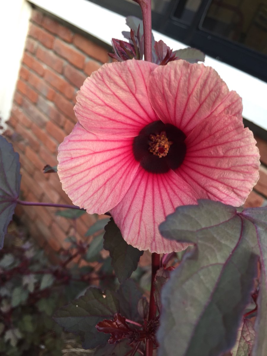 shegrows2's tweet image. Good things come to those who can wait #flordejamaica #cmsedu #tropicalgardening