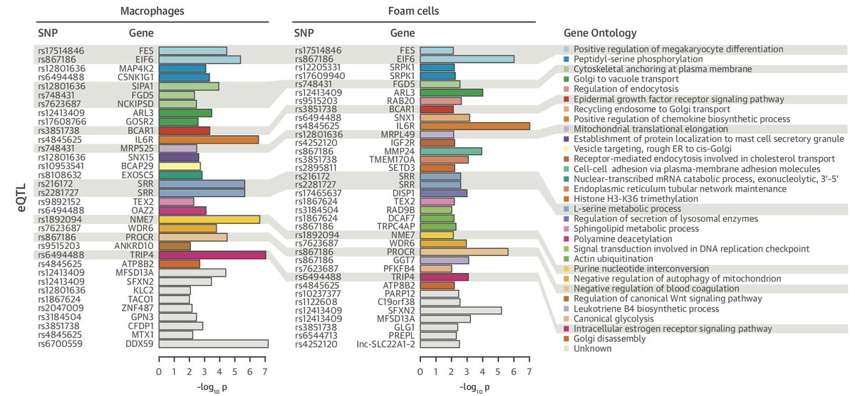 KoplevS's tweet image. Our review piece is out trying to connect the genomics of macrophages with trafficking and resolution in cardiovascular disease, including data-driven implications of genes and mechanisms from macrophage eQTL data 
onlinejacc.org/content/72/18/…
