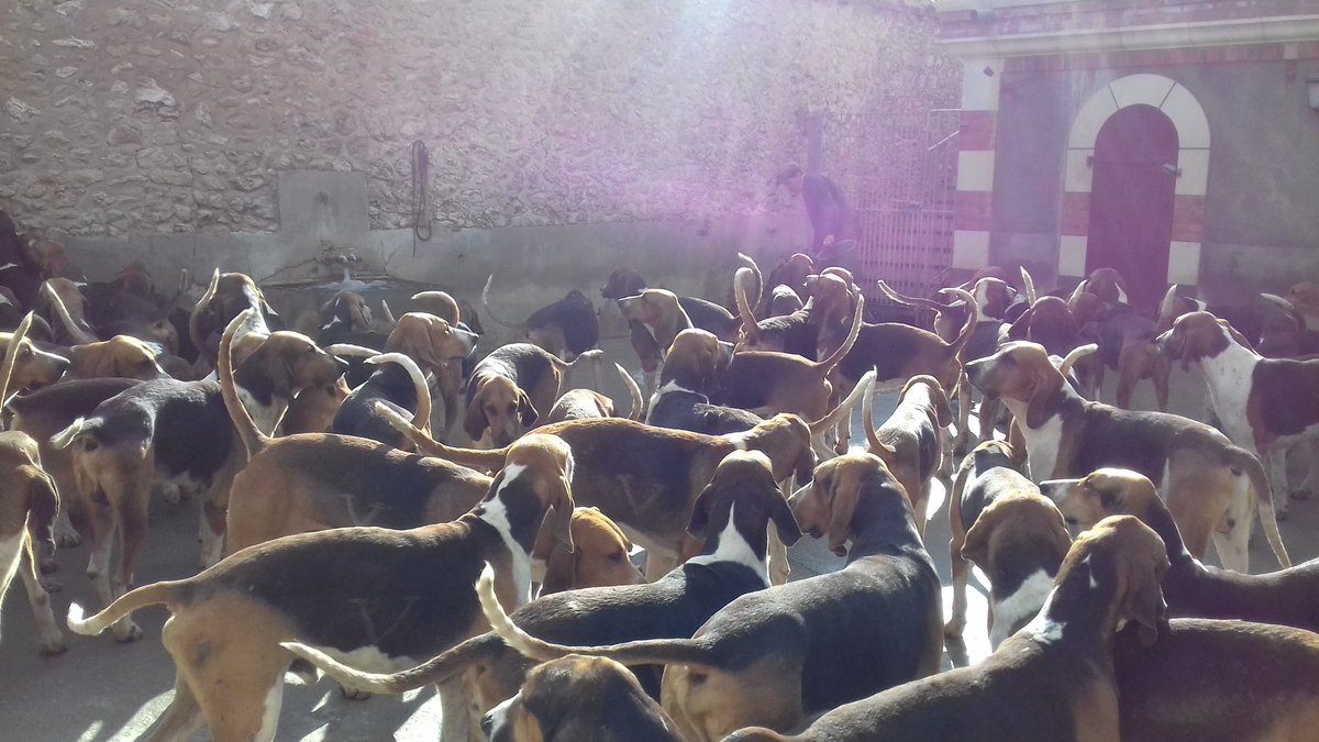 Have you ever seen so many dogs together?  #ChâteauDeCheverny