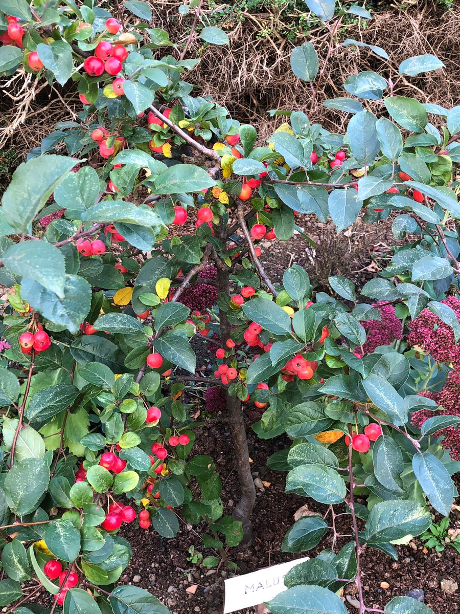CabinteelyTidy's tweet image. Take a look at the lovely colours in our Pollinator Friendly garden at Cabinteely Library. #cabinteelytidytowns #pollinatorfriendly #cabinteelylibrary