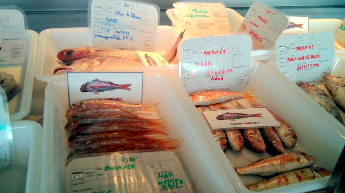 #PalamósPeix Taller de divulgació del peix fresc del territori amb alumnes de 4rt <a href="/EscolalaVila/">Escola La Vila</a>: identificar, triar i remenar per conèixer com arriba del mar al plat. <a href="/AjPalamos/">Ajuntament de Palamós</a>