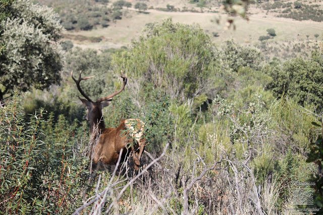 Algunas de mis fotografías
300wm.blogspot.com/2018/09/alguna…
<a href="/CupoLibre/">CupoLibre</a> <a href="/cienciaycaza/">cienciaycaza</a> <a href="/adolfolivera/">Adolfo</a> <a href="/cotoyyo/">Luis Miguel S.G.</a> <a href="/ldelascuevas/">L. de Las Cuevas</a> <a href="/pacoleonCZ/">Paco León</a> <a href="/felixsm/">felixsm</a> <a href="/jaraysedal_es/">Revista Jara y Sedal</a> <a href="/felixtrofeo/">Félix Sánchez Sección Monterías Trofeo</a> <a href="/elmorralcazador/">ELMORRAL DEL CAZADOR</a> <a href="/trofeocaza/">Trofeo Caza</a> <a href="/RevCazaMayor/">Caza Mayor</a> <a href="/FEDERCAZA/">FEDERCAZA</a> <a href="/Cazaworld/">Cazaworld</a> <a href="/CazaWonke/">Caza Wonke</a> <a href="/Blogmonteros/">Blog Monteros</a>