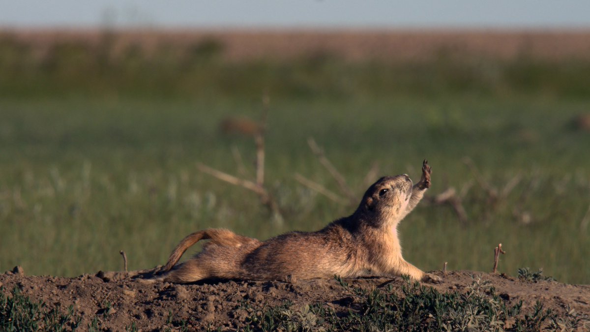 It's the final episode of Canada #AYearInTheWild tonight and this week it is finally summer ☀️ the days are at their longest and warmest, but it won't last for long. Tune in on <a href="/channel5_tv/">Channel 5</a> at 8pm.