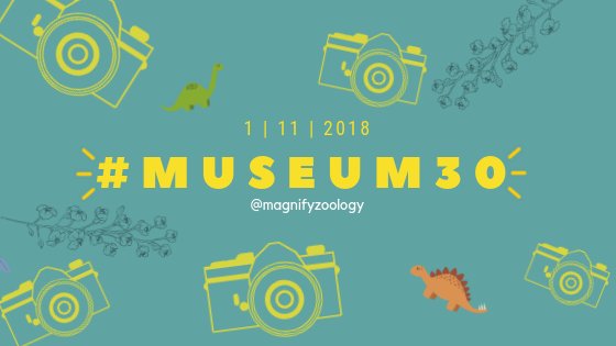 I am VERY excited to announce that the second #museum30 challege will be starting on the 1st November - just under a week away!
Prompts will be released soon but for now here is a rundown of the challenge: magnifyingzoology.wordpress.com/2018/10/25/mus…