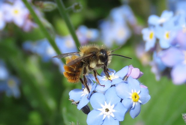 DefraGovUK's tweet photo. Today we announced new funding to develop and test pollinator habitat mapping. The initiative will involve partnering with organisations such as @NaturalEngland, @Buglife, @WildlifeTrusts. Find out more here: https://t.co/ZEMD9j3DZ0 https://t.co/4mNUuih04m