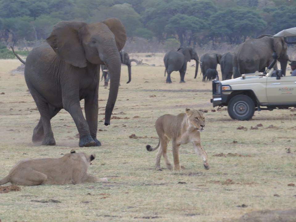 AfricanBushCamp's tweet photo. Here are little update on Cecil's pride: The two female lionesses spotted here are his daughters. Special thanks to our guide Calvet, who always keeps up with #CecilsPride #LiveInCamp #Cecil #SomalisaCamp https://t.co/iKFvdrtzAw