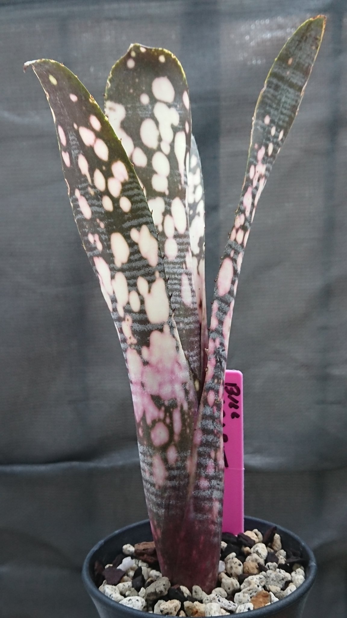 ブロメリア・エアープランツ Billbergia Talbot Fruit cake Bill. 'Talbot Fruit Cake' この品種って赤系だったイメージが