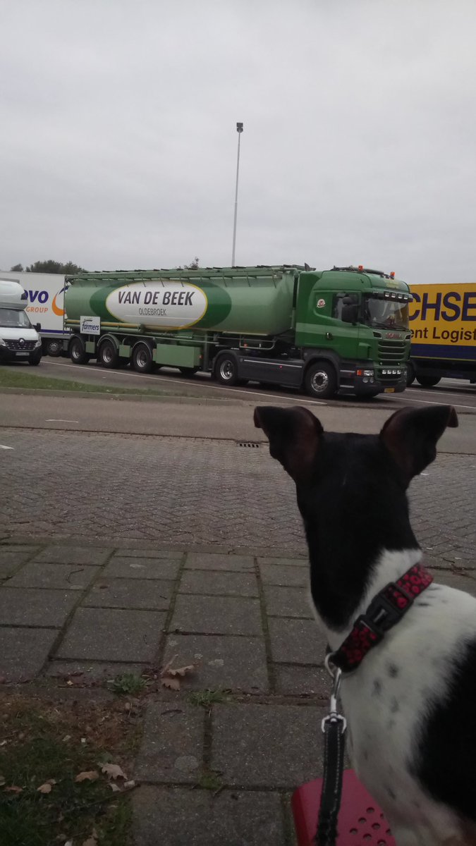 jbdkvdb76's tweet photo. On the road....... Ff de kunst afkijken en dan over een paar maanden #scaniav8 #bulktransport #geitenbrok #farmers https://t.co/4oaqCYdwXW