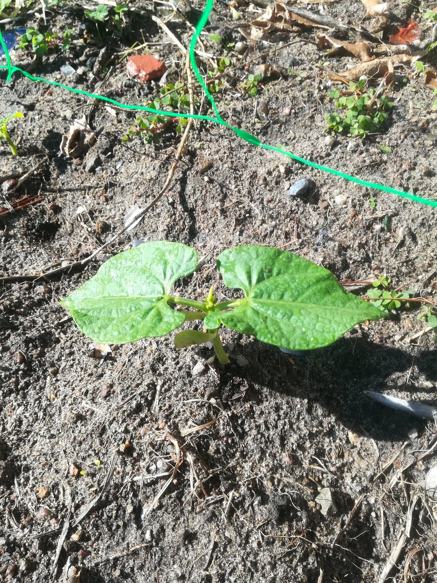 David Pérez (@lurtin77) on Twitter photo 