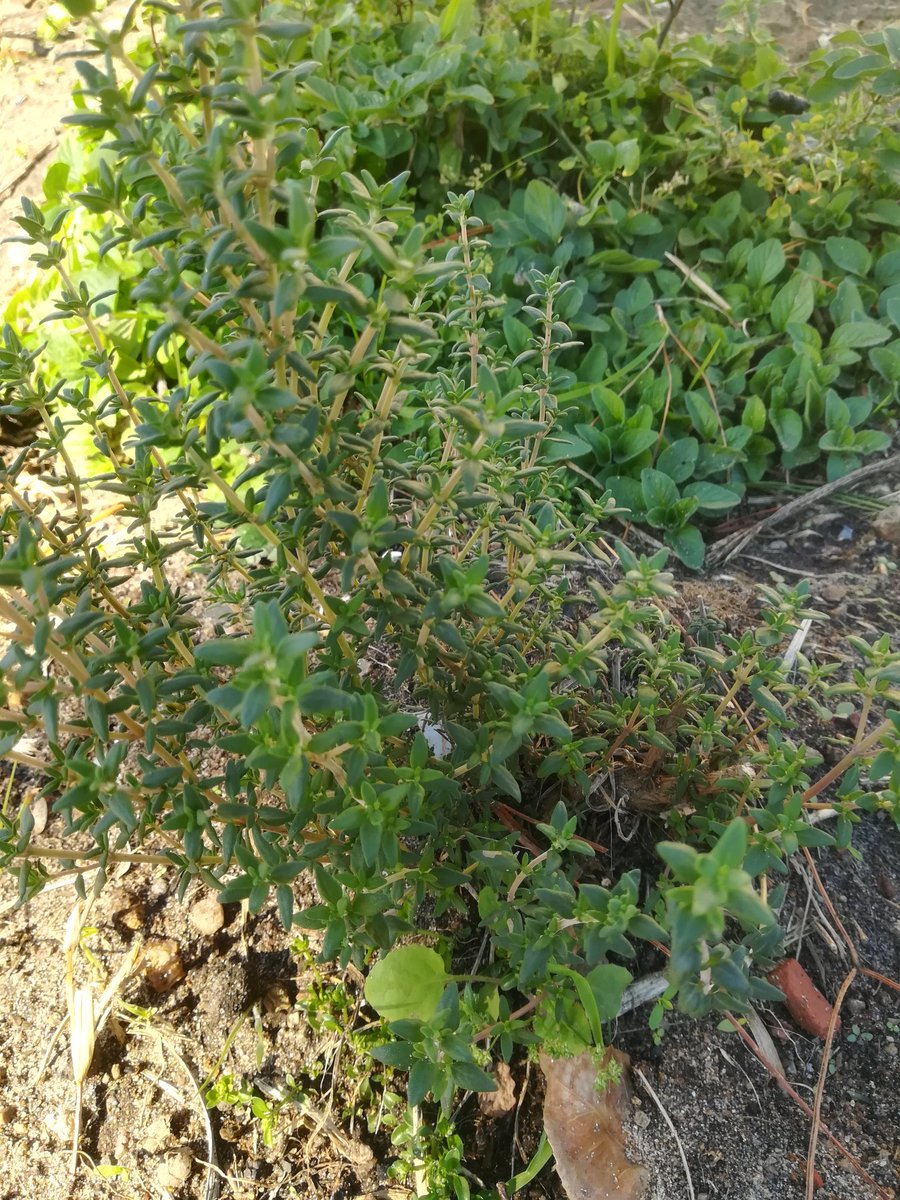 David Pérez (@lurtin77) on Twitter photo 