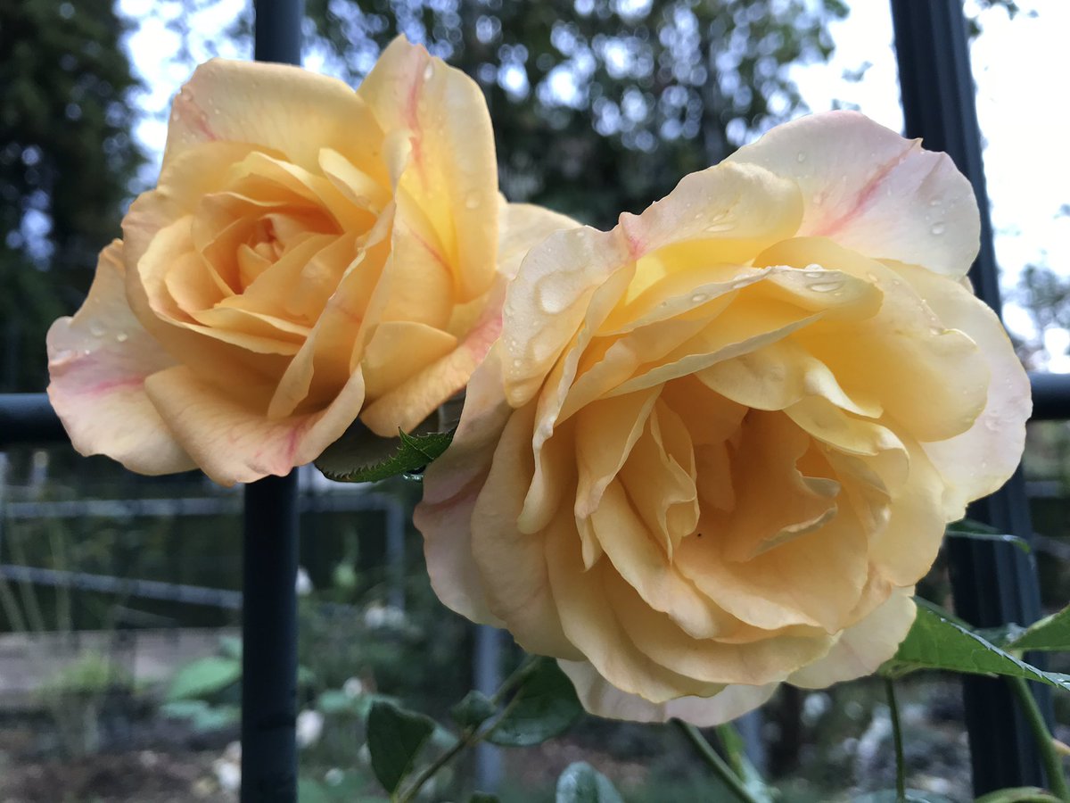 羽衣 今日もつるバラの誘引頑張りました ジャングルが日に日にスッキリしてきて気持ちも軽くなります 剪定されるまで頑張って咲いて欲しいわ サハラ98 カトリーヌドヌーブ ラブ