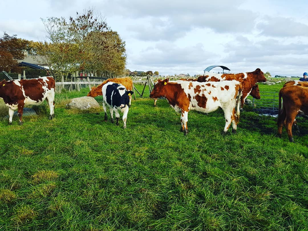 NorwegianRed's tweet photo. The winter is getting closer, and the gras stop growing. It's time to bring the heifers home🐮❤️
#norwegianred
📸@supermagdaa
•
•
•
•
#instacows #dairyfarming #cattle #cows_ https://t.co/GRsylbdQm3