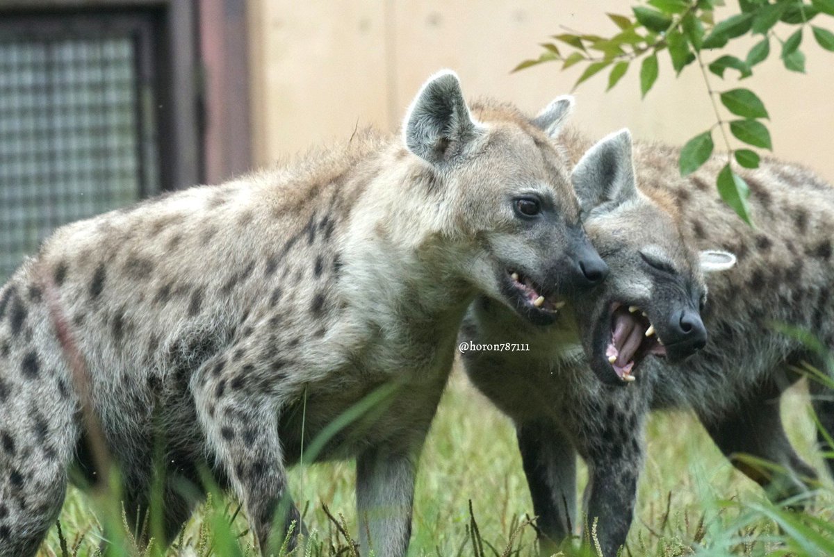 空守ホロン ハイエナって横取り屋 そんなことありません 自分達で狩りをするし むしろライオン に獲物を横取りされることも多いのです 獲物は骨まで食べてしまう草原の掃除屋さんです 卑怯者とか悪者とか言わないで ブチハイエナ のいち動物公園