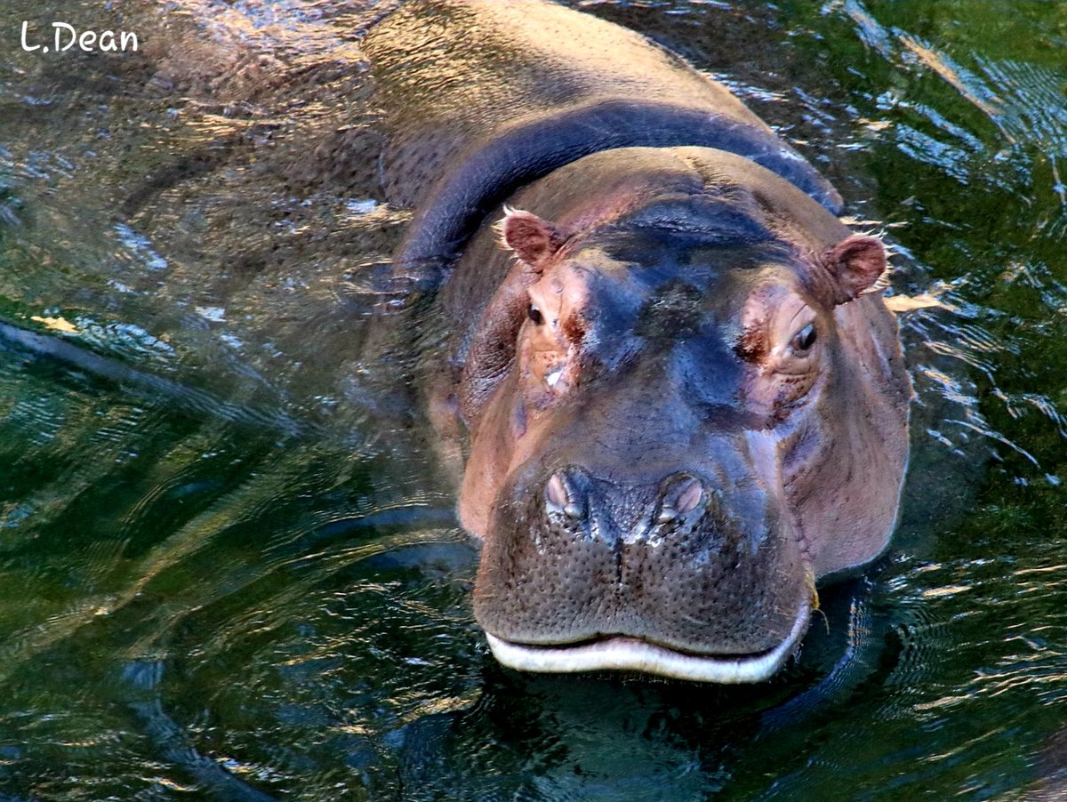 Avoir Images Hippopotame Hashtag On Twitter le plus cool salutations