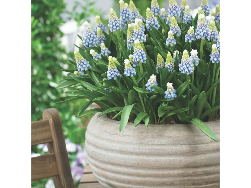 BloomingSecrets's tweet photo. Mountain Lady Muscari- this new Muscari release, that is bi-colored with white and blue blooms and is also fragrant. Learn more #flowers #gardening #musari #bulbs https://t.co/0JA7HT8X5D https://t.co/Uq2fcEifyf