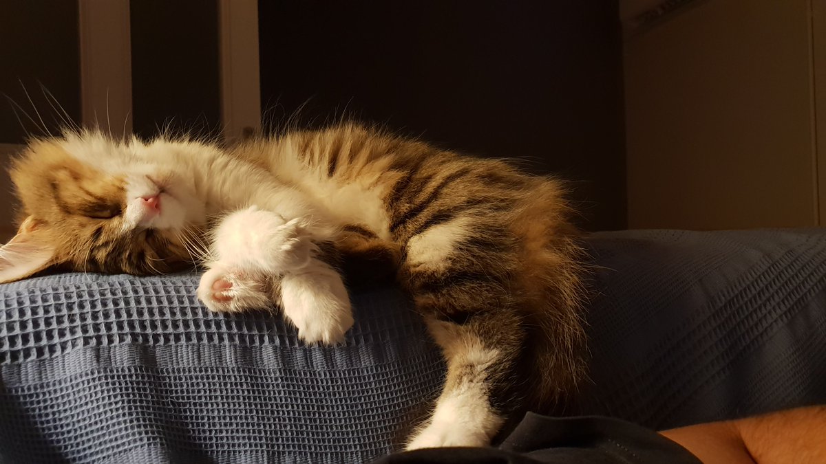 Kafein'in ameliyatı için minik bir destek yayını açıyoruz. Yardımcı olmak isterseniz

twitch.tv/kafeinsiztv