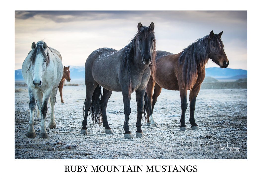 LensmenProject's tweet photo. One of our favorite shots here at the #LensmenProject Headquarters in #Nashville! @RonnieDunn's #RubyMountainMustangs... 

Purchase here: https://t.co/U2L82NFilQ https://t.co/cKPRX2ytof