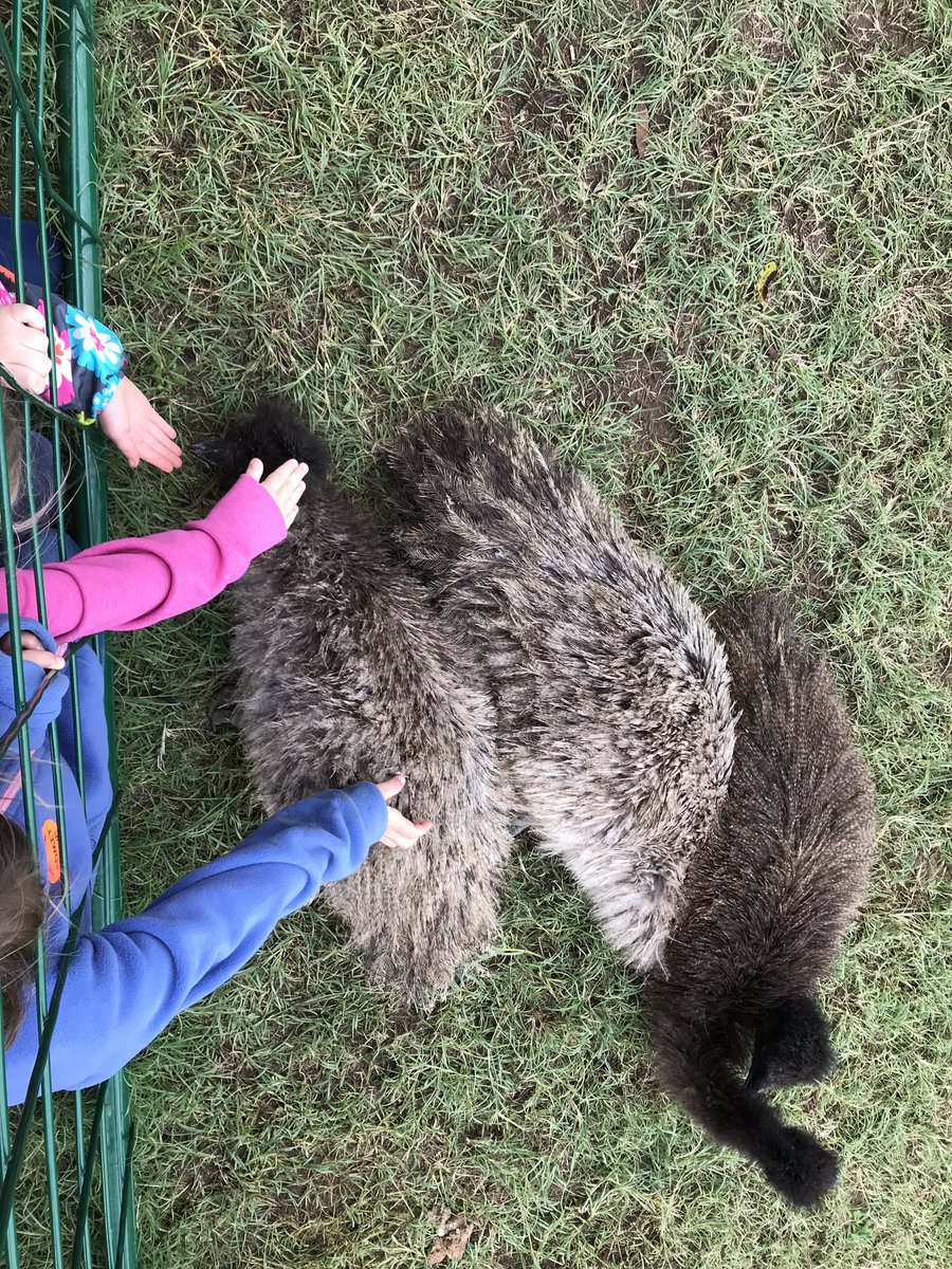 AspenEibertDCE's tweet photo. What a fun (and muddy) day at the farm! We loved learning about all of the farm animals and how they help our community! @DCEtrailblazers #CISDOurStory #cisdkinder https://t.co/CuNvw1lIPh
