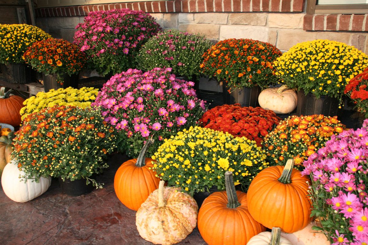 Check out 5 of the best flavorful flowers in the metro area and where to find them. ow.ly/x3Lh30mmv9l
