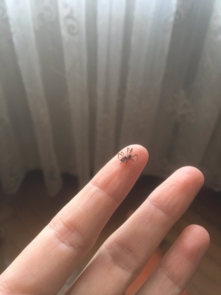 3 gündür özene bözene beslediğim örümceğim taylan babamın dikkatsizliği sonucu hakkın rahmetine kavuşmuştur cenazesi bugün fatih camiinden kaldırıp evimde bulunan saksıya gömülecektir sevenlerine duyurulur
