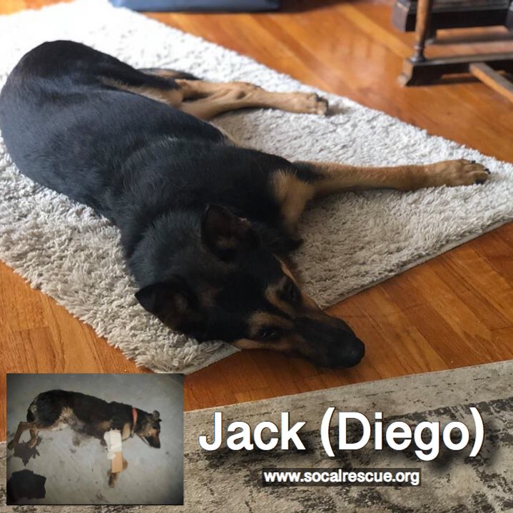 Look what can happen with a rescue. We can go from broken and depressed to healthy and loved. Congratulations on finding your fur-ever home Jack! ❤️

#scgsr #socalrescues
