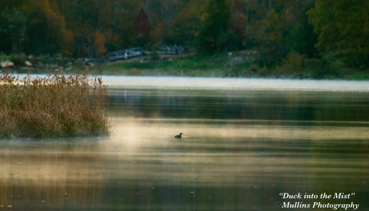 Early morning on Hidden Valley Lake. #fog #wildlife #lakelife #appalachia #swva