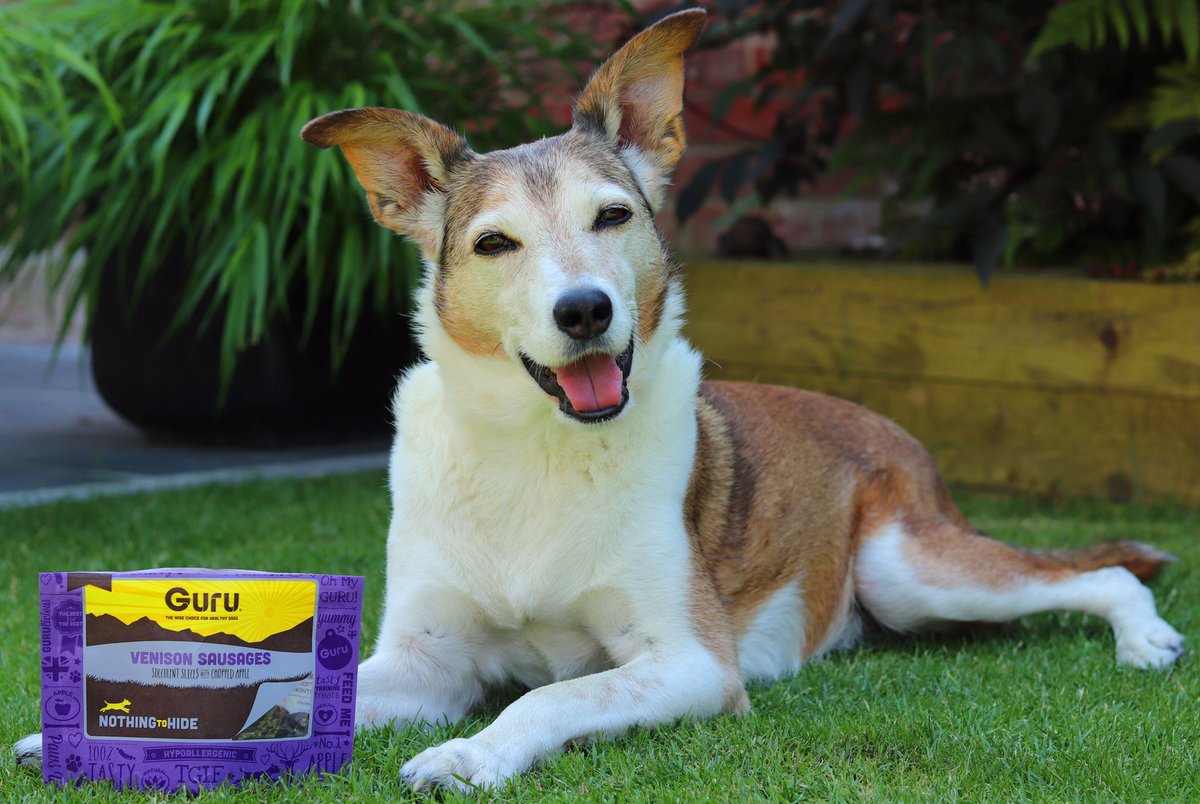 dotty4paws's tweet image. Mum has just ordered me some more ‘posing currency!’ Nothing beats a @GuruPetFood sausage to get my head titling for the camera!! 🤣💜😋 

#tricksofthetrade #DogsofTwitter