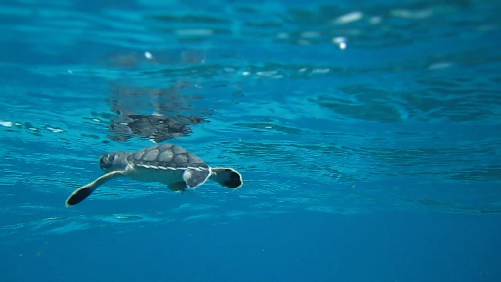 This article is still appropriate after 2 years! 'Drowning Morals' Share your skills and learnings in the hope for a better future for the #animal world. #GiveyCommunity <a href="/WWF/">WWF</a> blog.givey.com/2016/07/05/dro…