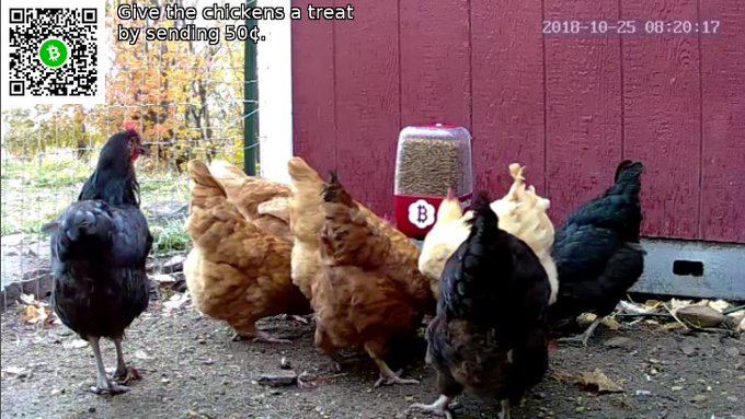 ビットコインキャッシュ h を送金して遠隔でニワトリに餌やり Twitch ツイッチ での生配信が話題に