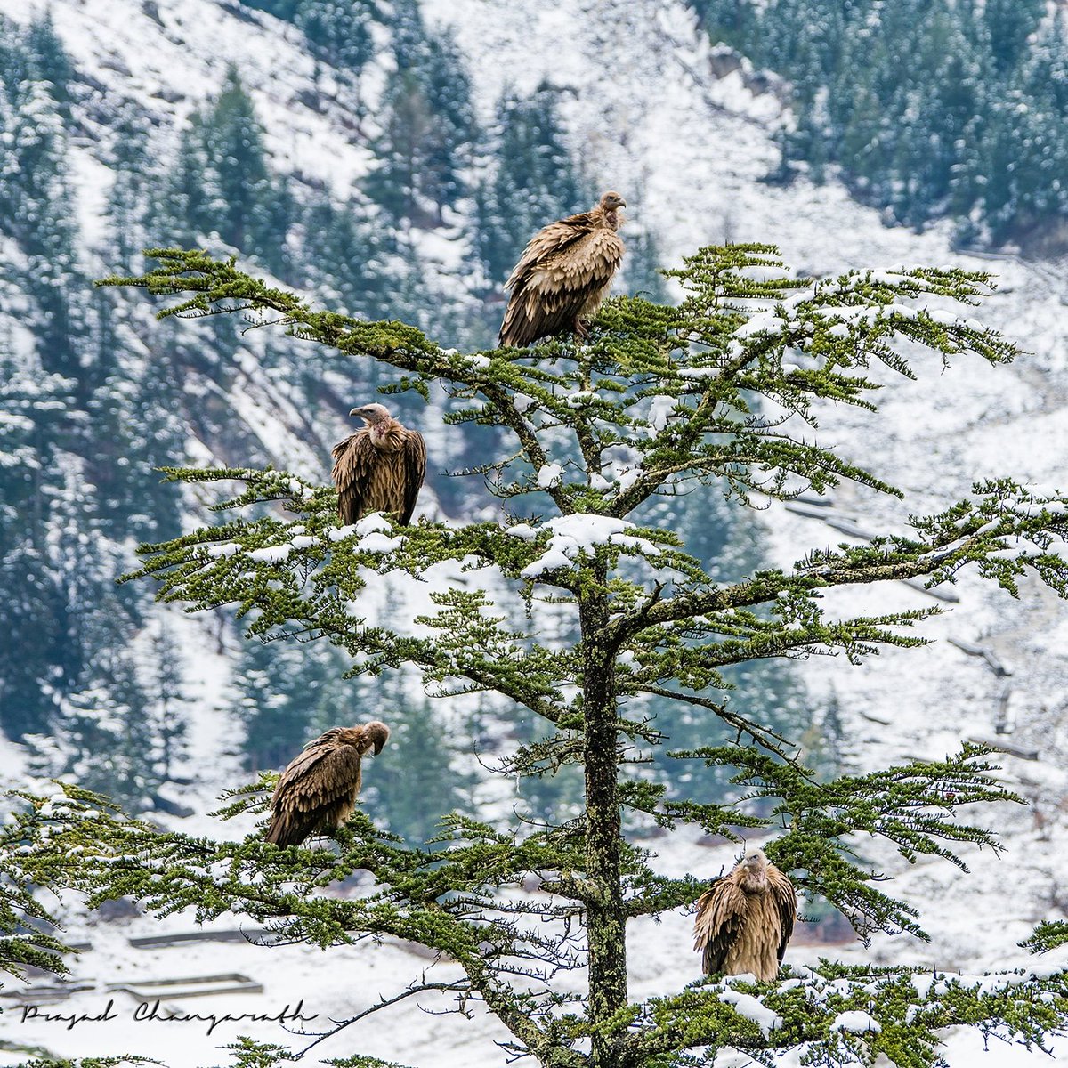 Prasad_C_U's tweet photo. Himalayan Vultures
#alpha99m2 #A99M2 #IncredibleIndia #wildlife #birds #forest #nature #tourism #earthcapture #snow #HimachalPradesh #prasadphotography #photography #travel #traveler https://t.co/flgUmadjH0