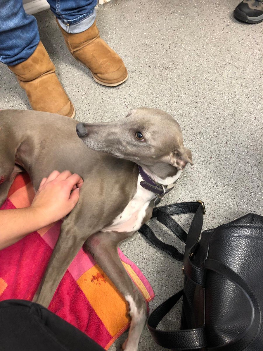 c_andrewsphu's tweet photo. WE FOUND WILMA! Poor girl was hiding in a bush off the Eastern Road. She’s at the vets sedated having some X-rays but seems well in herself. Thank you to the thousands of people who have shared and hundreds of kind friends and strangers who have searched day and night with us ❣️ https://t.co/ygw5PGQfY6