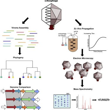AShkoporov's tweet image. Delighted to see our paper published in CHM (cell.com/cell-host-micr…)! New insights into crAssphage - the most abundant virus of the human gut. It was a pleasure to do this work with @EmmaGuerin18, @SteveStockyPhD and other members of @colinhillucc Phage Lab! #Phages #microbiome