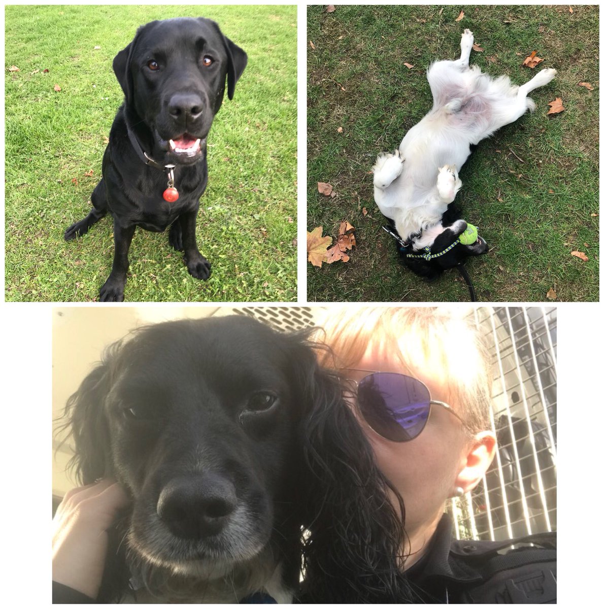 AwesomeSpaz12's tweet photo. So today weโve been in the lovely #LBRโs #MurrayPark for a Community engagement day ๐พ Fab day as always to get out & involved with the communities we working in ๐พ Itโs hard work being the centre of attention all day... #jobdiversity #hardworkingdogs #CommunityMatters ๐พ๐พ https://t.co/zRYY9mPLGl