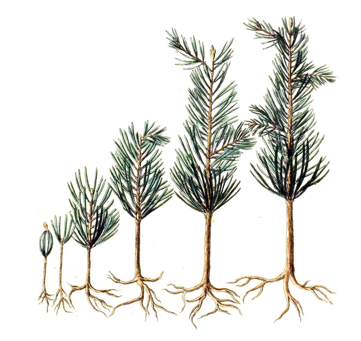 Seedlings provided by the Green Legacy average 15-40cm.  Their height varies greatly depending on the species and bundles. Order your free trees today! ow.ly/6KnU50jv1gQ