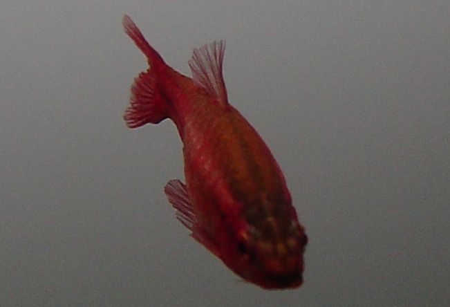 Marsh 赤い魚たち チェリーバルブ レッドテトラ Marsh 赤い魚たち チェリーバルブ レッドテトラ