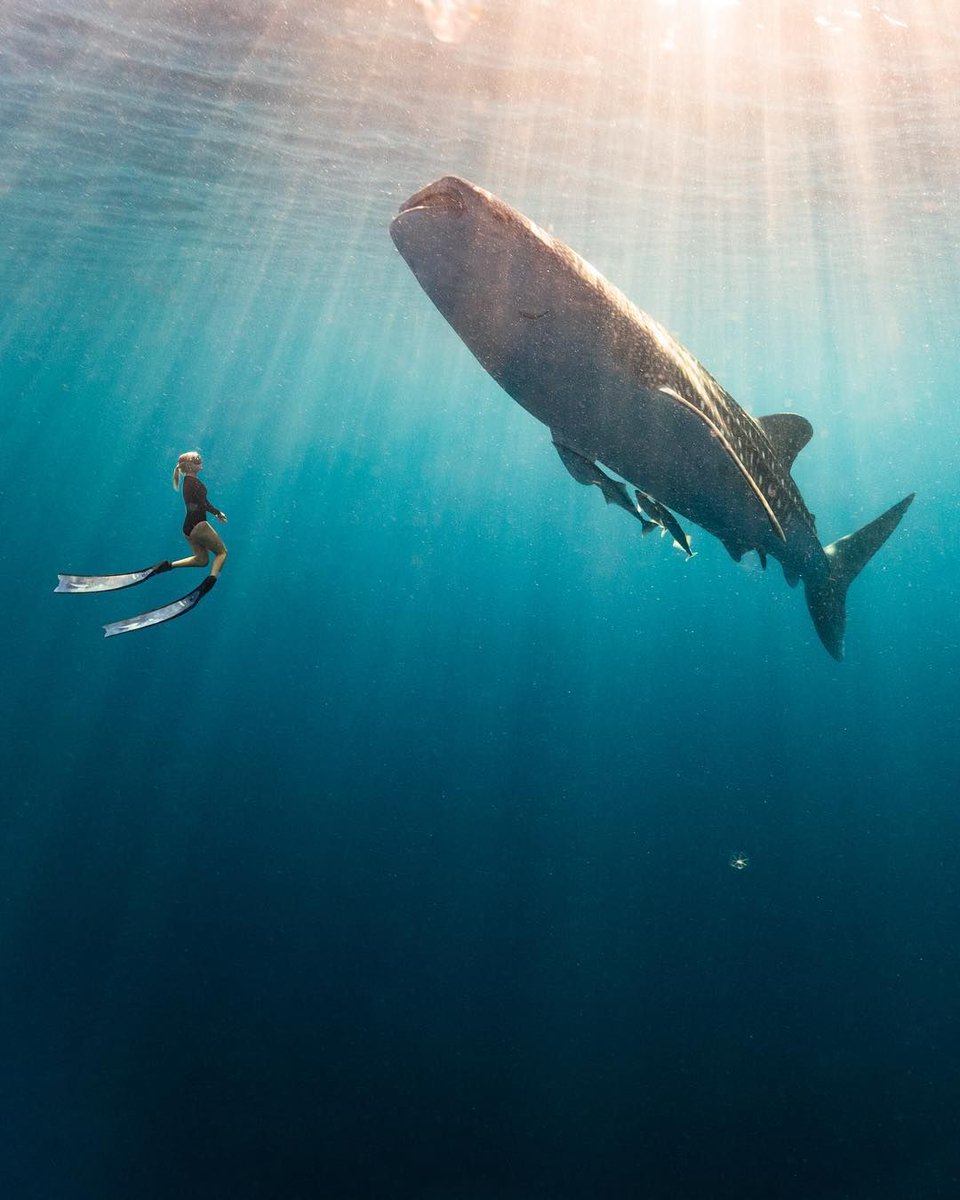 TowerBeachClub's tweet photo. Well, hello there! ๐ท: @travisburkephotography
#towerlife #towerSUP #paddleboarding https://t.co/03auIXxbG4