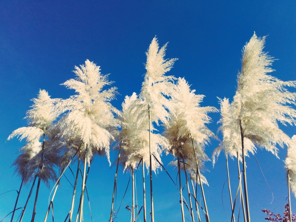 SweetWilliamsEm's tweet image. Now I wouldn't say I'm a massive fan of Pampas Grass, but on a sunny autumn day, when the sky is silky blue and you're doing a job you love, then... oh my, it is rather glorious.