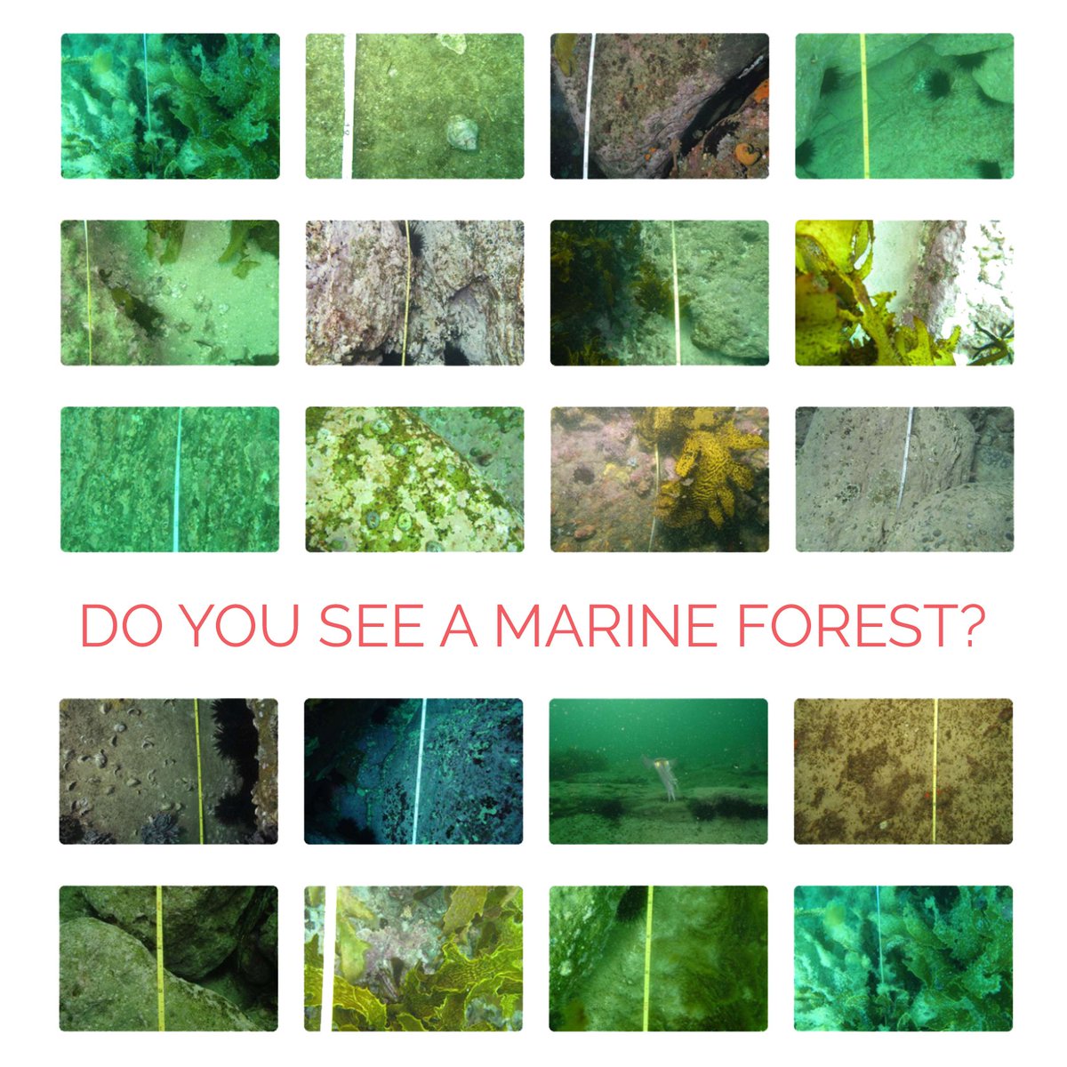 Project <a href="/ReefLifeSurvey/">Reef Life Survey</a> provided thousands of pictures from all around the world. Identify which pictures have marine forests at marineforests.com/reports/has-sp…