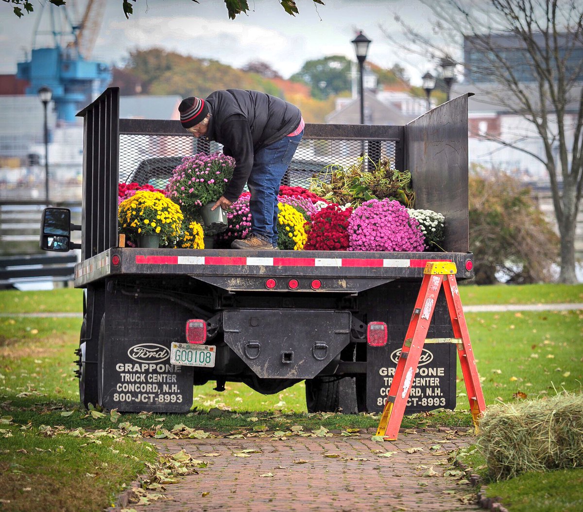 Earle Chase unloads a truck of fall mums <a href="/prescottparknh/">Prescott Park</a> in #PortsmouthNH.  #streetphotography <a href="/seacoastonline/">Seacoastonline.com</a>
